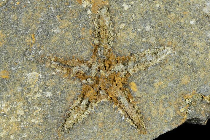 Ordovician Starfish (Petraster?) Fossil - Morocco #118041